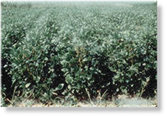 Soybeans fields