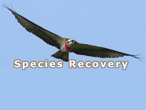 species_recovery_icon