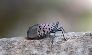 SpottedLanternfly