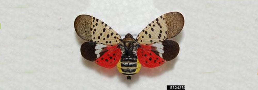 Spotted Lanternfly