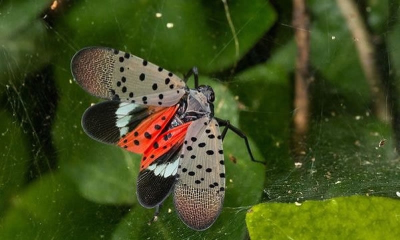 Spotted Lanternfly