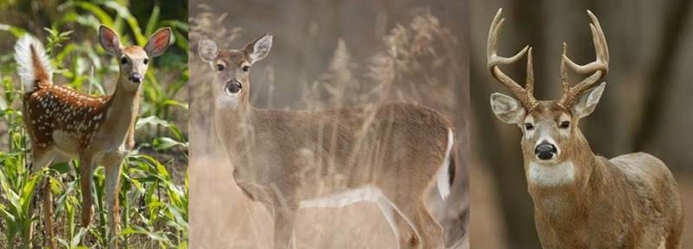 White-tailed deer