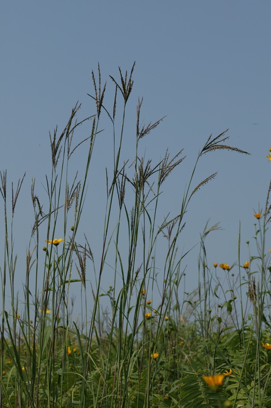 big bluestem (Andropogon gerardii)