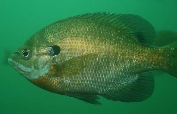 Bluegill