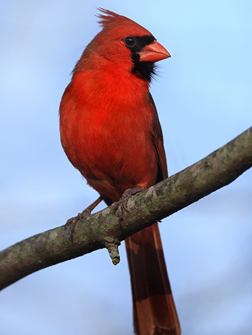 male cardinal