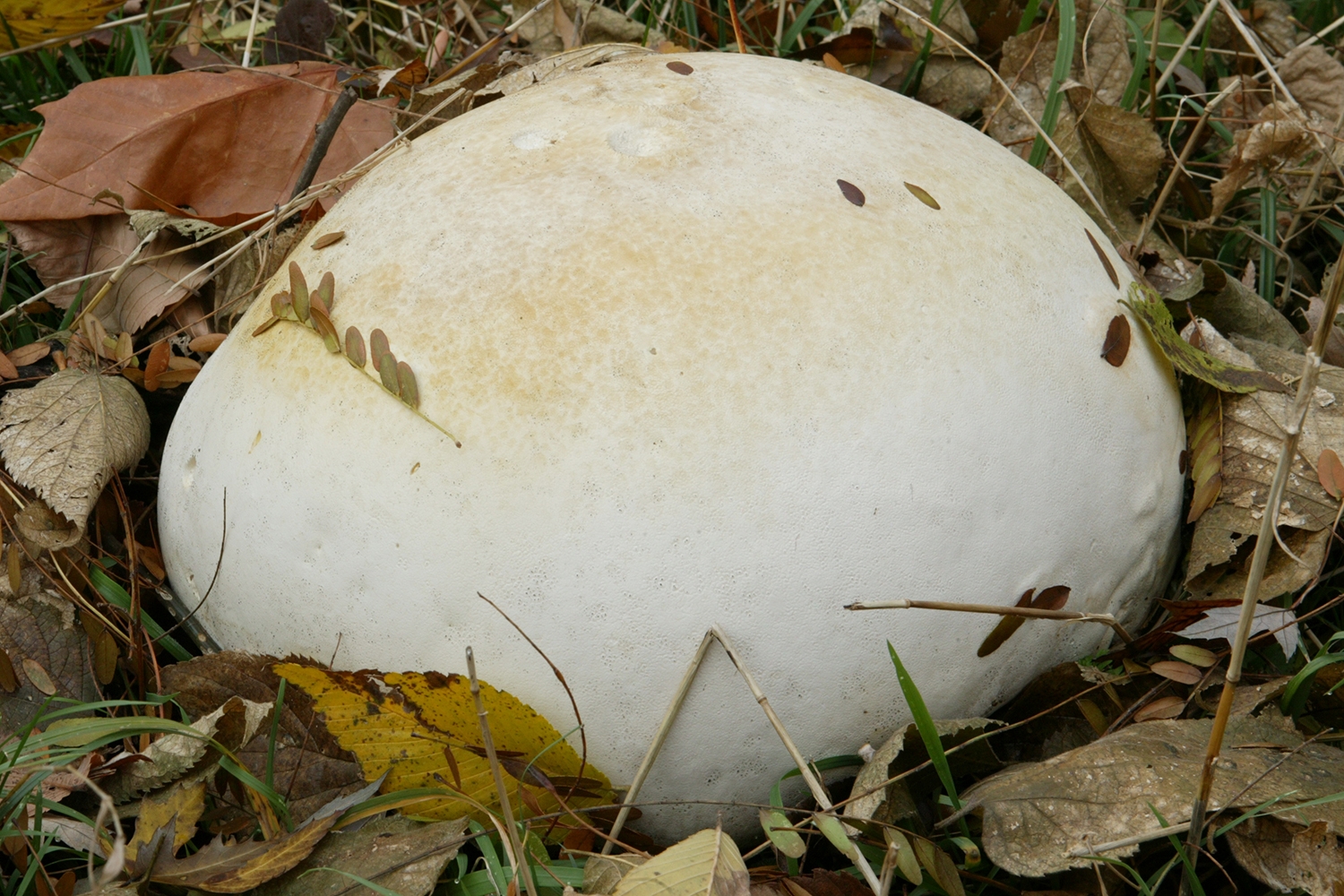 giant puffball