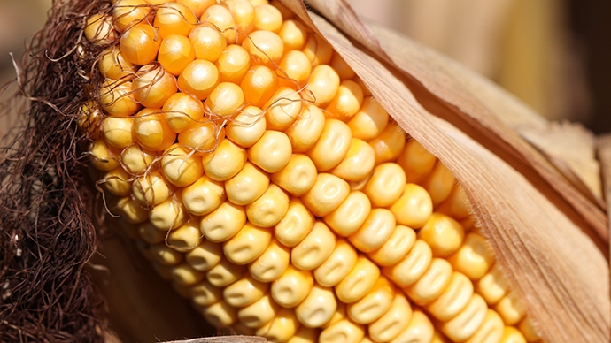 cob of seed corn