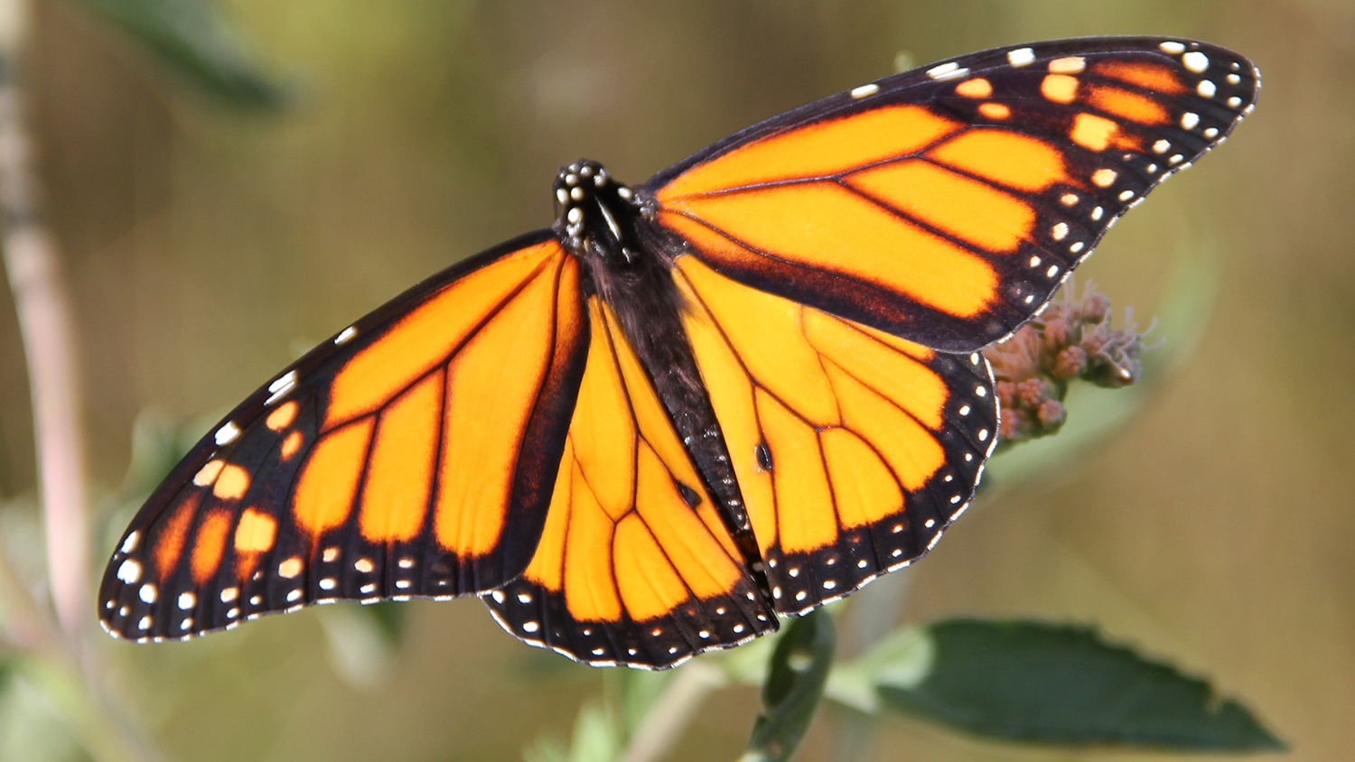  monarch (Danaus plexippus)