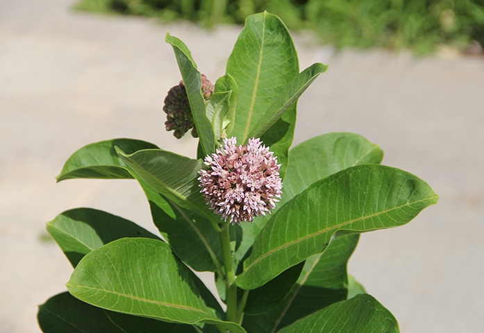 common milkweed