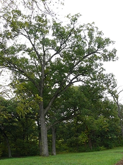 White Oak Tree