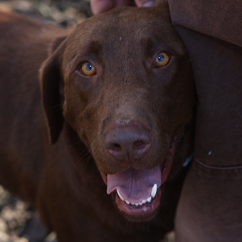 Shelter dog