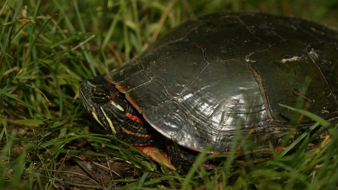 painted turtle 