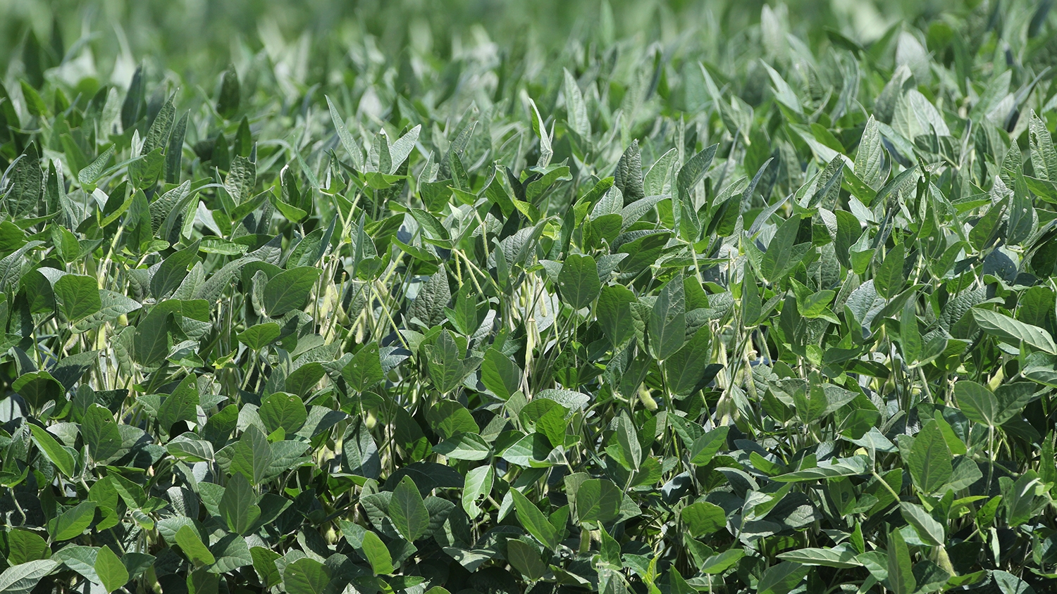 soybean plants