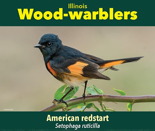 thumbnail American redstart