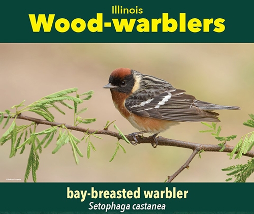 thumbnail bay-breasted warbler