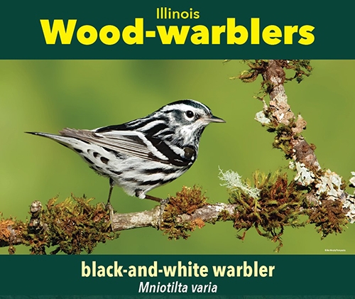 thumbnail black-and-white warbler