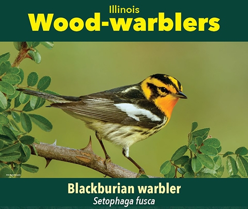 thumbnail Blackburnian warbler