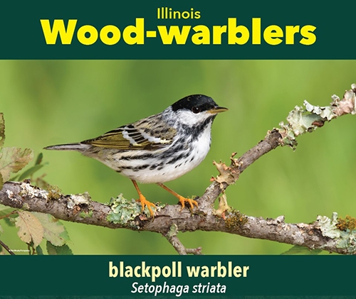 thumbnail blackpoll warbler