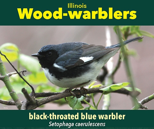 thumbnail black-throated blue warbler