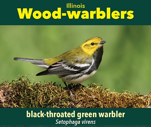 thumbnail black-throated green warbler