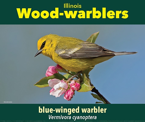 thumbnail blue-winged warbler