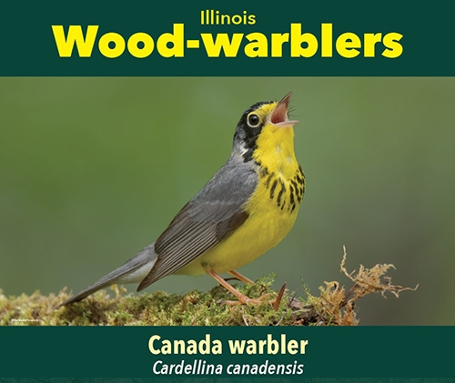 thumbnail Canada warbler