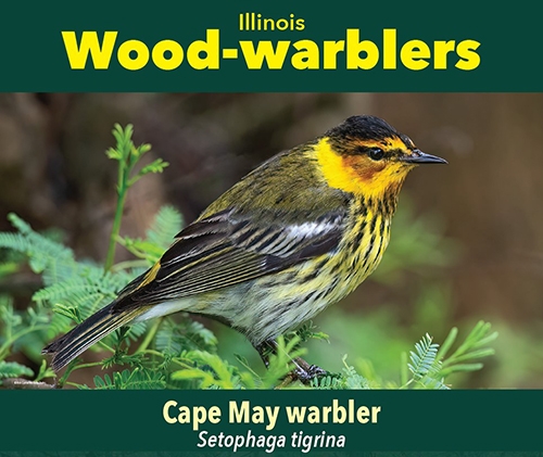 thumbnail Cape May warbler