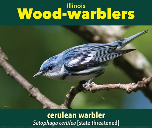 thumbnail cerulean warbler