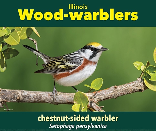 thumbnail chestnut-sided warbler