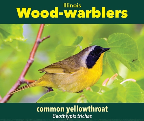 thumbnail common yellowthroat