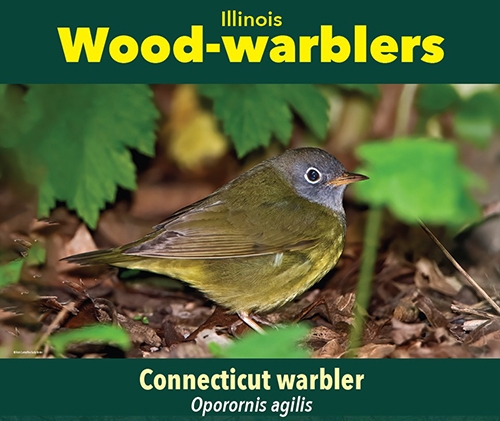 thumbnail Connecticut warbler