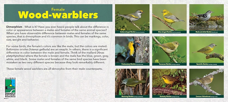 thumbnail female warblers - a