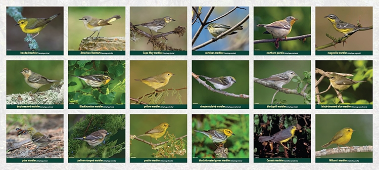 thumbnail female warblers - b