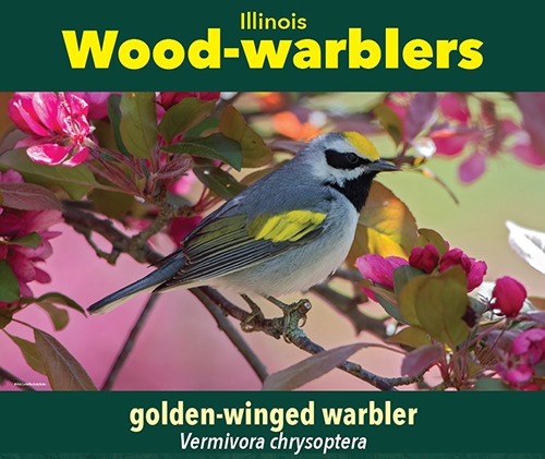 thumbnail golden-winged warbler