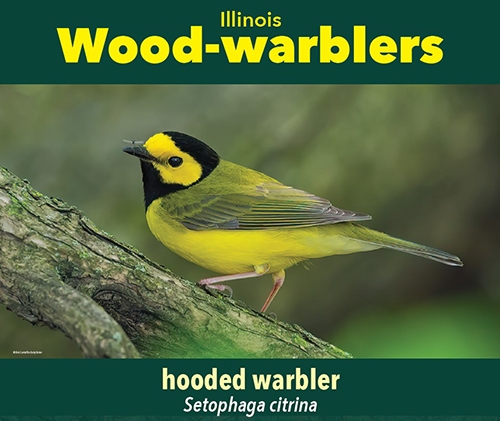 thumbnail hooded warbler