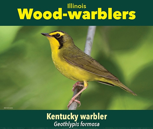 thumbnail Kentucky warbler