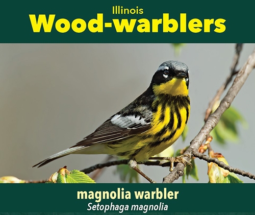 thumbnail magnolia warbler