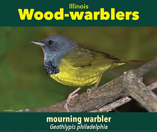 thumbnail mourning warbler