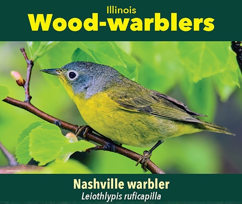 thumbnail Nashville warbler