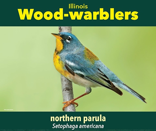thumbnail northern parula