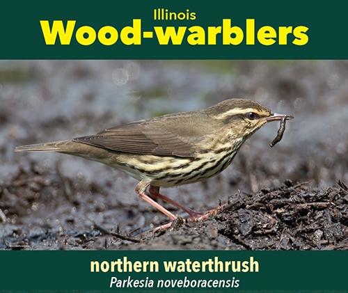 thumbnail northern waterthrush