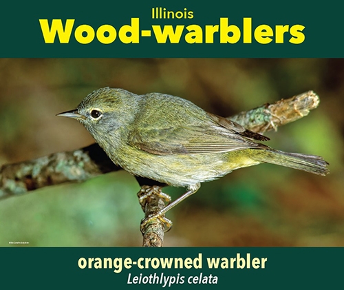 thumbnail orange-crowned warbler