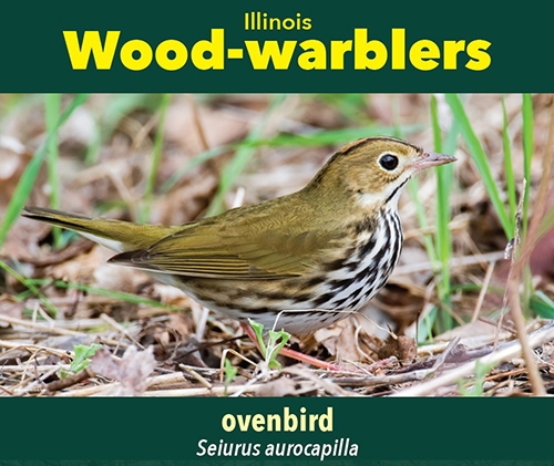 thumbnail ovenbird