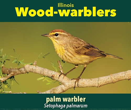 thumbnail palm warbler