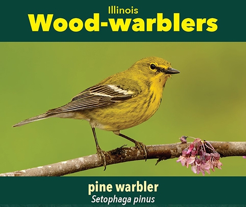 thumbnail pine warbler
