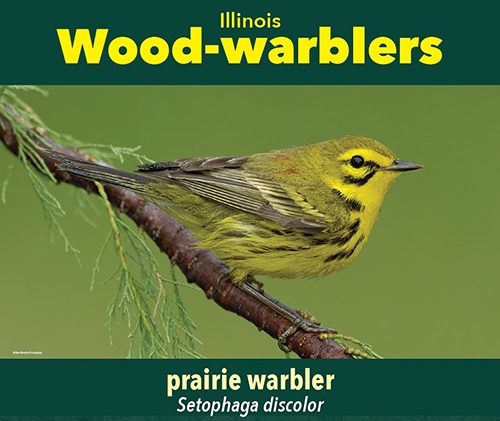 thumbnail prairie warbler