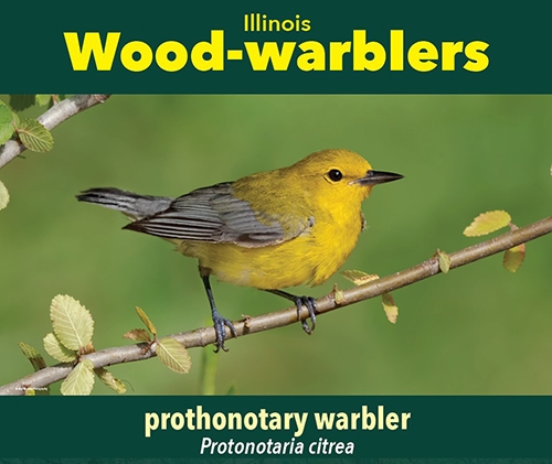 thumbnail prothonotary warbler