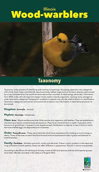 thumbnail warbler taxonomy