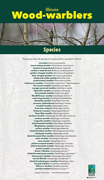 thumbnail warbler species