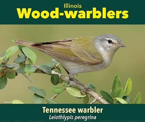 thumbnail Tennessee warbler
